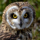 sshort eared owl